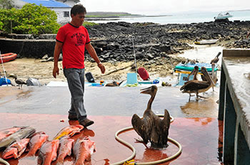 Galápagos