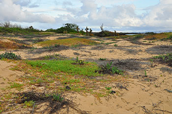 Galápagos